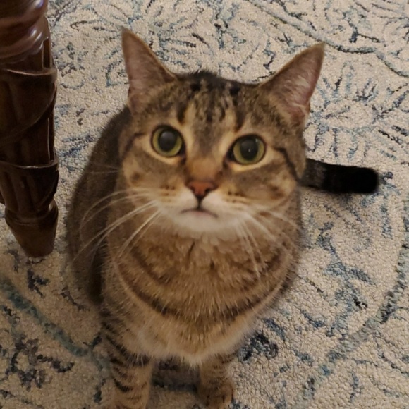 Meet your Posher, Caitlin - Picture 1 of 1